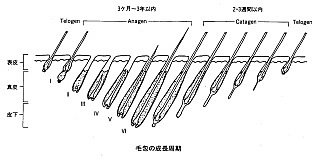 毛と毛穴（毛孔）について